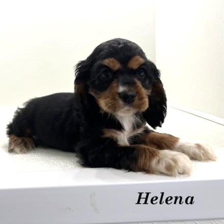puppy, for, sale, Cockalier, Joe & Cherri  Overlease, dog, breeder, Miller, MO, dog-breeder, puppy-for-sale, forsale, nearby, find, puppyfind, locator, puppylocator, aca